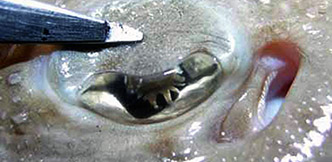 Leucoraja melitensis_001.jpg